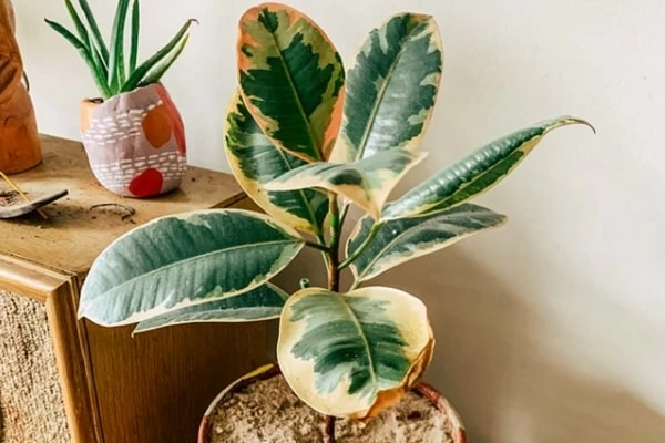 ゴムの木」の風水効果とは？ 運気を上げる置き場所・方角を解説