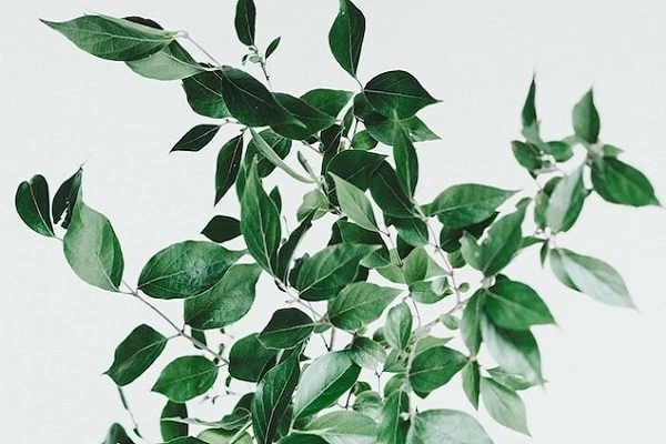 コーヒーの木が持つ風水効果とは おすすめの置き場所 方角を解説 マイナビウーマン