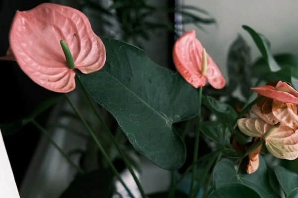 アンスリウムの風水効果とは？ 花言葉・運気を上げる飾り方を解説 ...