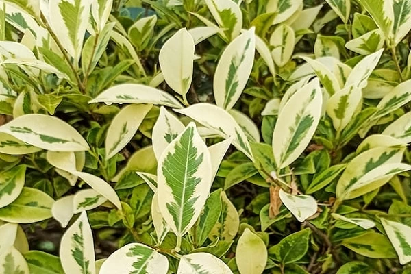 ベンジャミンの風水効果とは おすすめの置き場所 方角を解説 マイナビウーマン ベンジャミンの風水効果とは おすすめの置き場所 方角を解説 マイナビウーマン