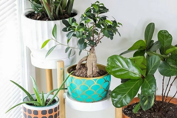 ベンジャミンの風水効果とは おすすめの置き場所 方角を解説 1ページ目 マイナビウーマン ベンジャミンの風水効果とは おすすめの置き場所 方角を解説 1ページ目 マイナビウーマン