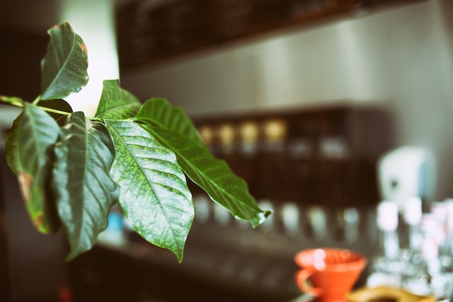 コーヒーの木が持つ風水効果とは おすすめの置き場所 方角を解説 マイナビウーマン