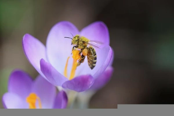 失恋の意味を持つ花言葉18選 別れを意味する花の種類とは マイナビウーマン