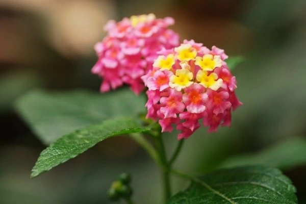 失恋の意味を持つ花言葉18選 別れを意味する花の種類とは マイナビウーマン