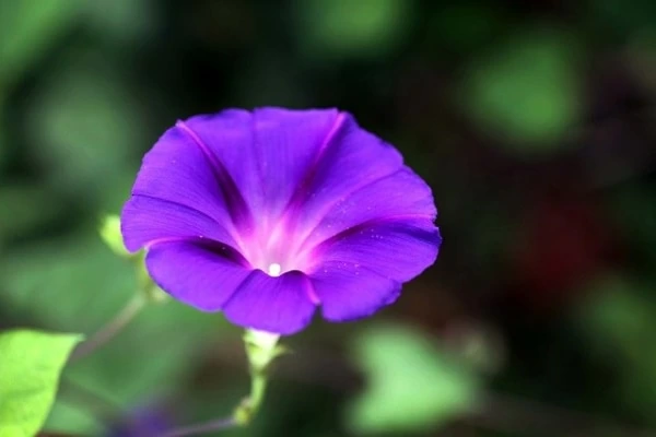 失恋の意味を持つ花言葉18選 別れを意味する花の種類とは マイナビウーマン 失恋の意味を持つ花言葉18選 別れを意味する花の種類とは マイナビウーマン