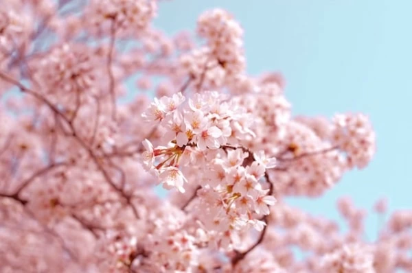 4月といえば 風物詩 行事 食べ物 花など一覧で紹介 マイナビウーマン