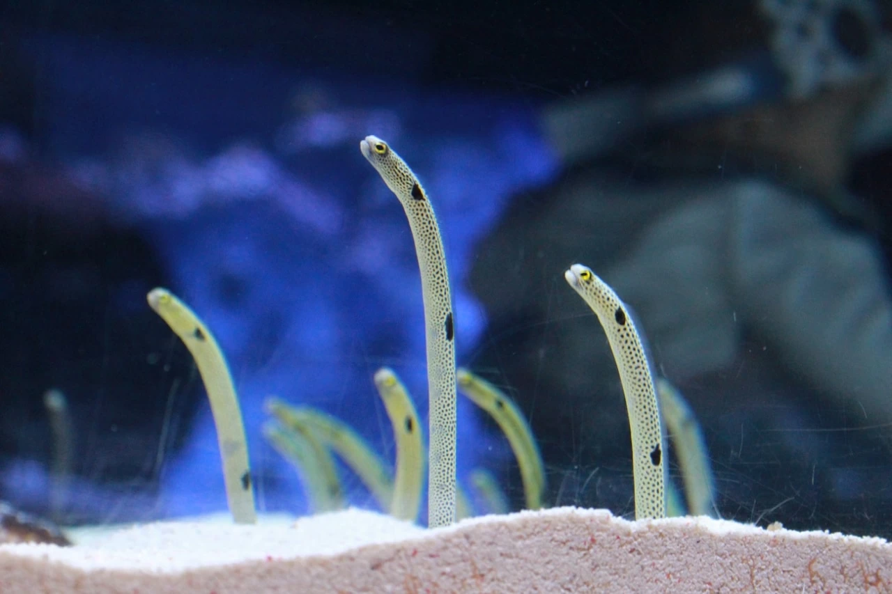 推しのチンアナゴに会える すみだ水族館で開催中のイベント 三国チン に潜入 マイナビウーマン