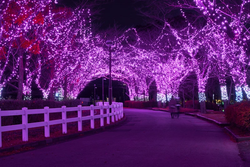 東武動物公園　光の桜並木