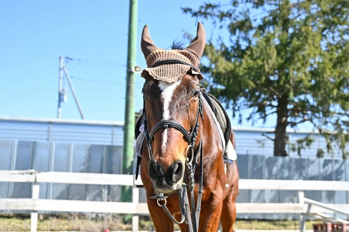 心も体もリフレッシュ！ 可愛い馬に癒される、オリンピッククラブの