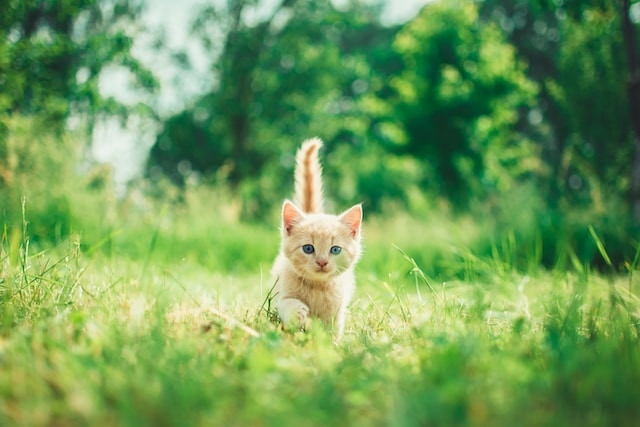 幸せを呼ぶ猫の名前一覧。縁起が良い和風・洋風の名前と意味を