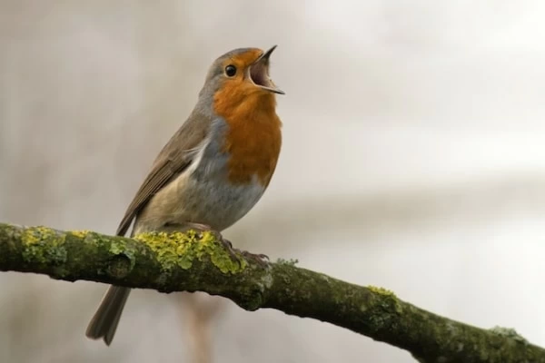 ベランダに鳥が来る理由12個。スピリチュアルな意味を解説｜「マイナビウーマン」