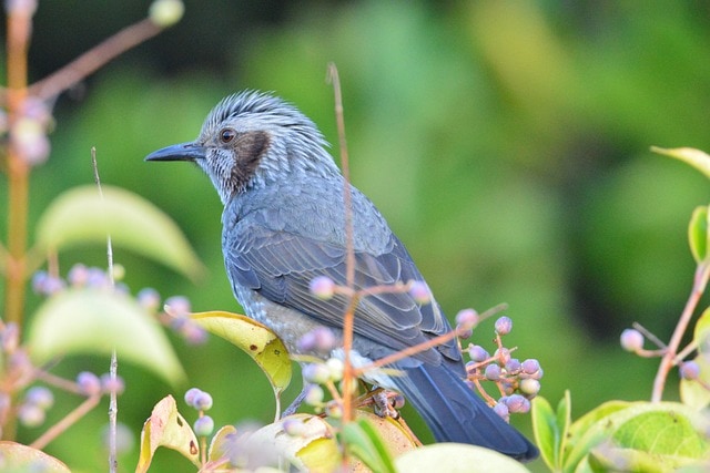 イソヒヨドリは幸運を呼ぶ鳥？ スピリチュアルな意味を解説