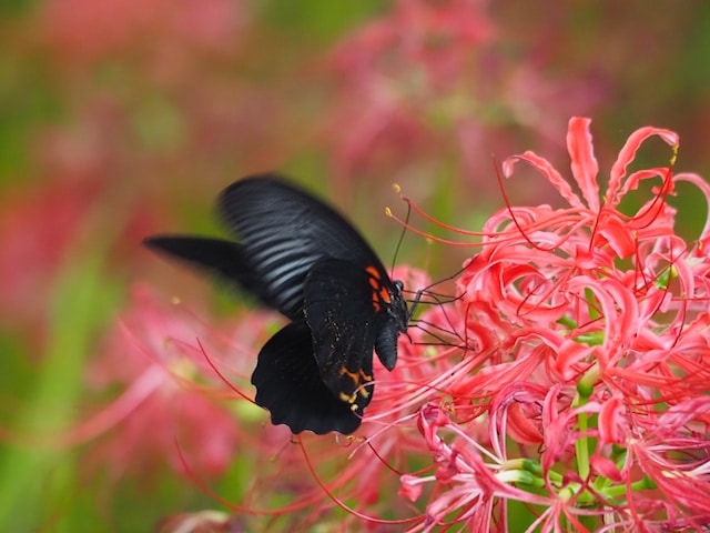 黒いアゲハ蝶は幸運？ それとも不運？ スピリチュアルな意味とは
