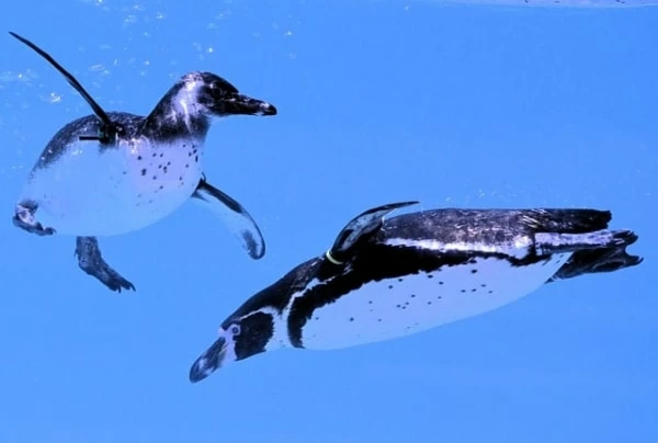 安い ペットを飼う夢 ペンギン