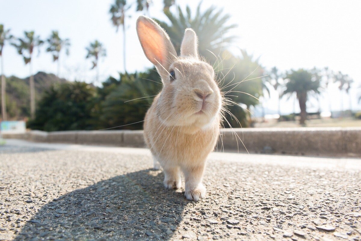 うさぎ Rabbit Island, JAPAN] 600 rabbits live on Rabbit Island travel