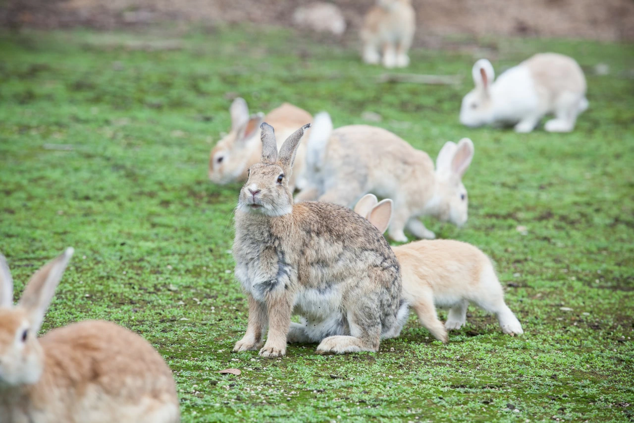 野生のウサギに会える! 広島県竹原市“うさぎ島”の魅力とは? 宿泊券は