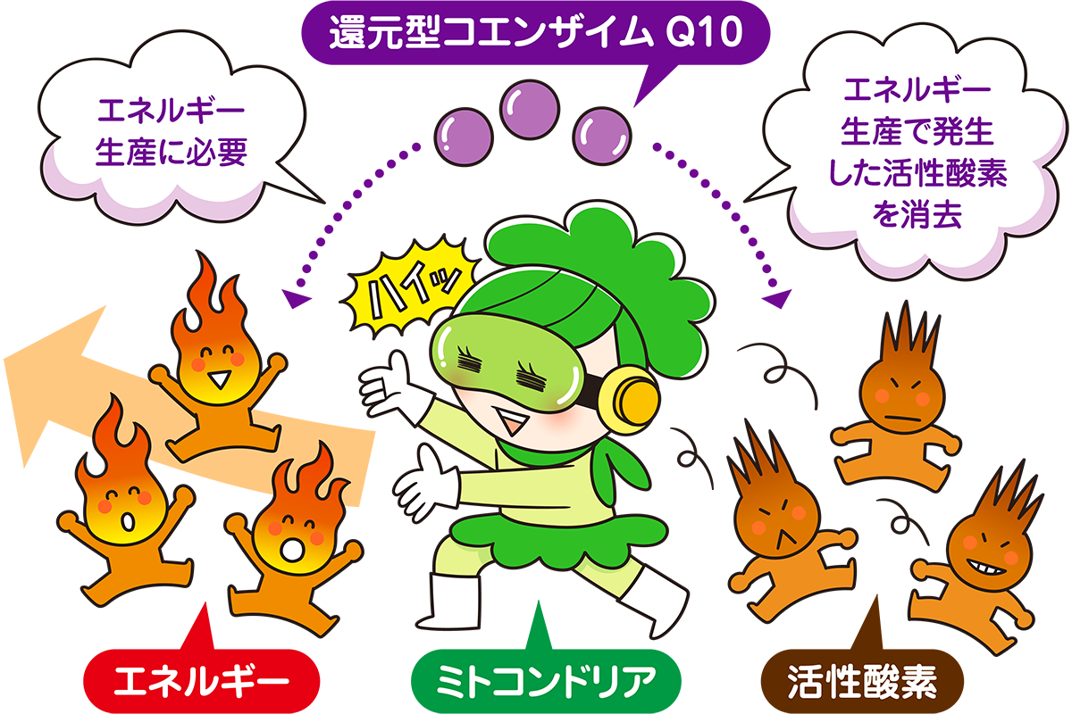 イラスト：還元型コエンザイムQ10