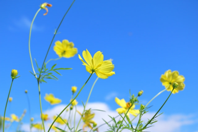 たわわに実る未来へ