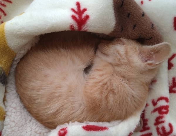 すやすやと丸まって眠る茶トラの子猫の写真