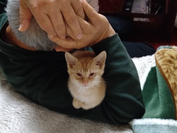 お父さんの肩の上に乗って得意げな茶トラの子猫の写真