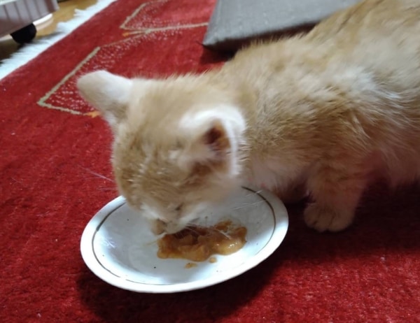 おいしそうにご飯を食べる茶トラの子猫の写真