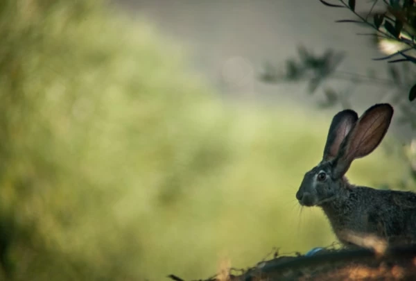 夢占い 逃げる夢を見る意味や心理は シーン別暗示40選 1ページ目 マイナビウーマン