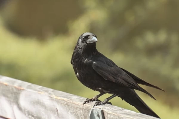 カラスのスピリチュアルなメッセージとは？ 状況・場所別の意味17個｜「マイナビウーマン」