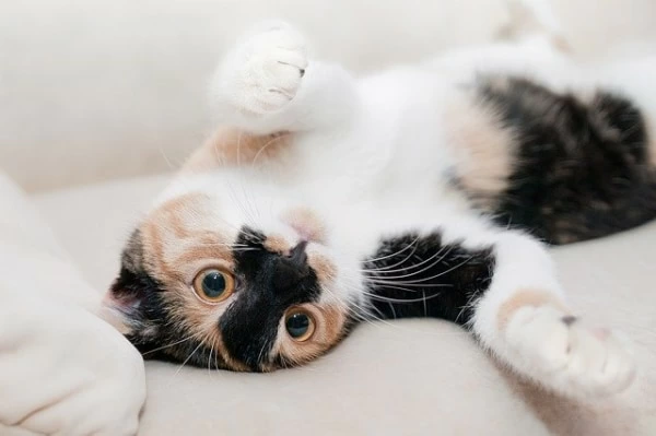 夢占い 猫を飼う夢の意味とは 色や種類 数別暗示16選 3ページ目 マイナビウーマン
