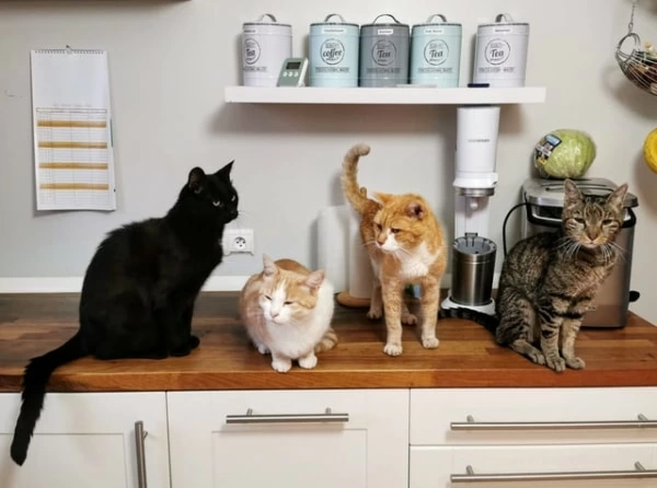 夢占い 猫を飼う夢の意味とは 色や種類 数別暗示15選 3ページ目 マイナビウーマン