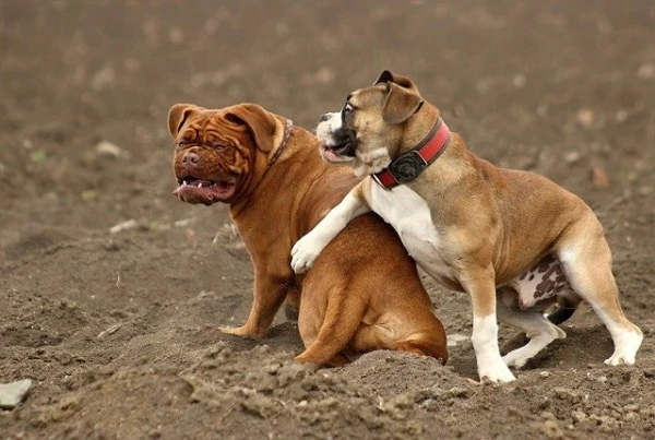 夢占い 犬を飼う夢の意味は 色 数 種類別暗示22選 1ページ目 マイナビウーマン