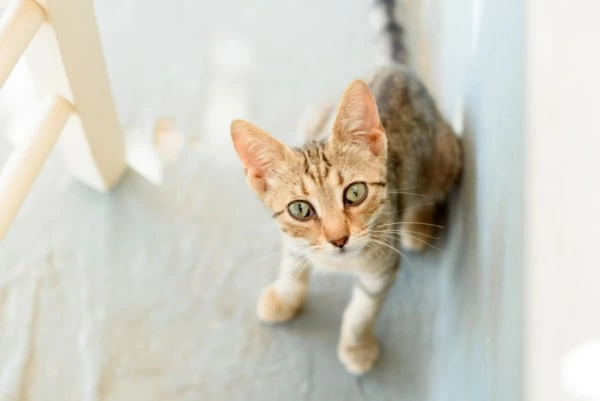 夢占い 猫を飼う夢の意味とは 色や種類 数別暗示15選 マイナビウーマン