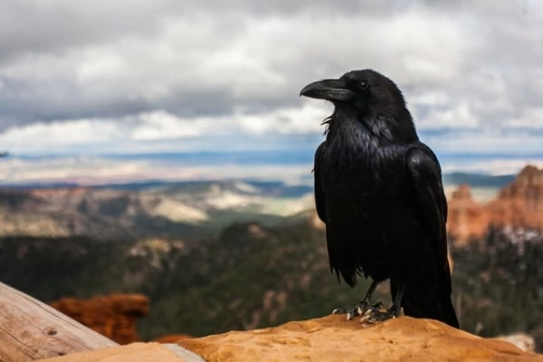 カラスのスピリチュアルなメッセージとは 状況 場所別の意味14個 マイナビウーマン