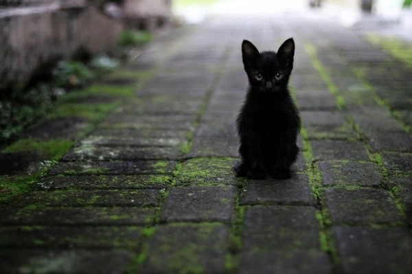 夢占い ペット ショップ けがをする 猫