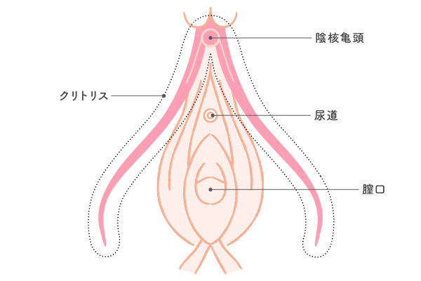 女性がオナニーをする平均頻度とは 正しいやり方も解説 1ページ目 マイナビウーマン